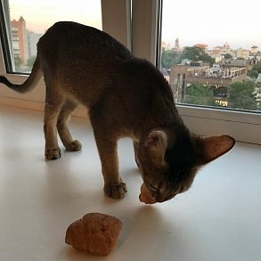 Абиссинская кошка