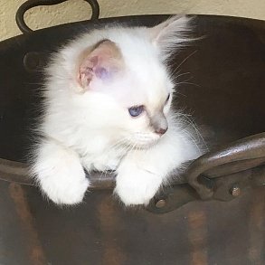 Бирманская кошка