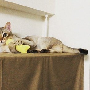 Сингапурская кошка