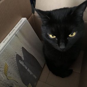 Бомбейская кошка