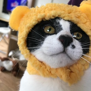 Японский бобтейл