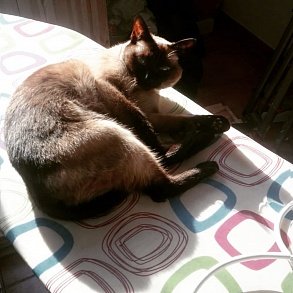 Тайская кошка