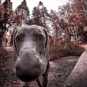 Веймаранер