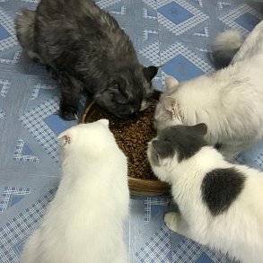 Персидская кошка