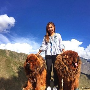 Тибетский мастиф