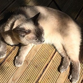 Тайская кошка