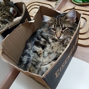 Норвежская лесная кошка