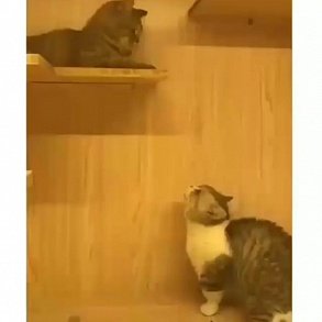 Сингапурская кошка
