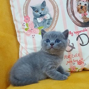 Шотландская прямоухая кошка