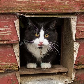 Норвежская лесная кошка