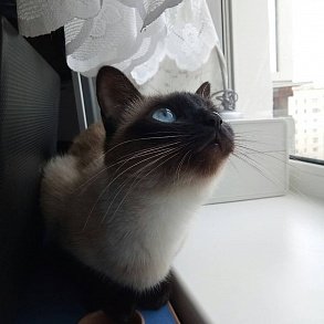 Тайская кошка