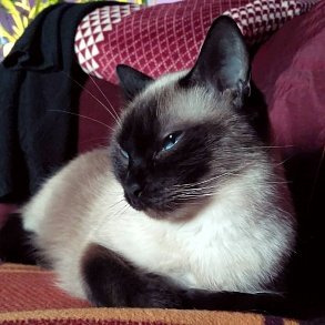 Тайская кошка