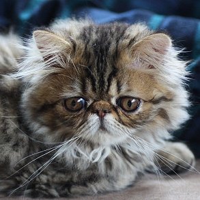 Персидская кошка