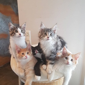 Норвежская лесная кошка