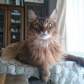 Сомалийская кошка