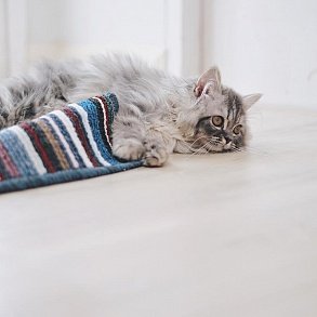Персидская кошка