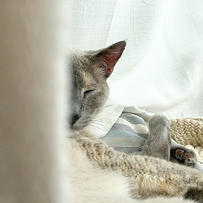 Сиамская кошка