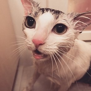 Скукум