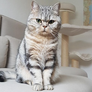 Шотландская прямоухая кошка