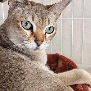 Сингапурская кошка