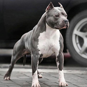 Американский булли