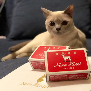 Тонкинская кошка