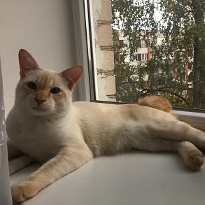 Меконгский бобтейл