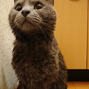 Сингапурская кошка