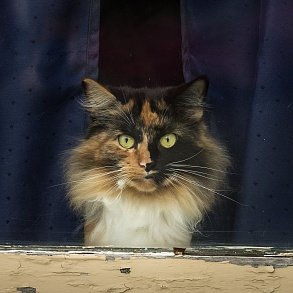 Норвежская лесная кошка