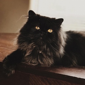Персидская кошка