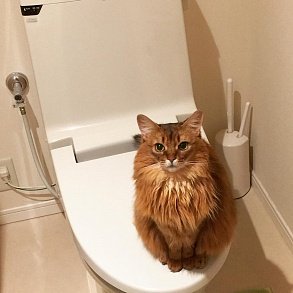 Сомалийская кошка