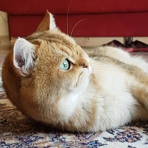 Шотландская прямоухая кошка
