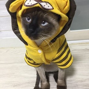 Сиамская кошка