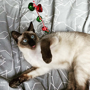 Тайская кошка