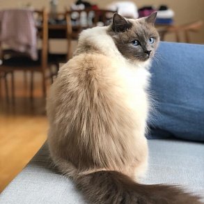 Бирманская кошка
