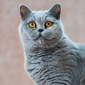 Шотландская прямоухая кошка