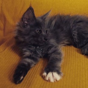Норвежская лесная кошка