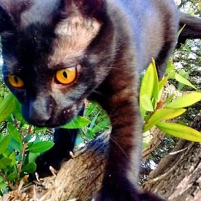 Бомбейская кошка