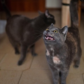 Корат