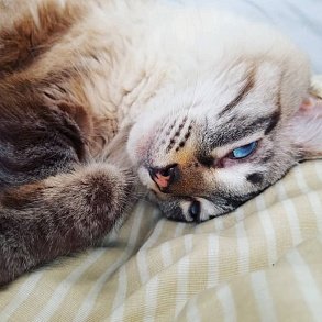 Сибирская кошка