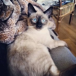 Сиамская кошка