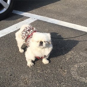 Пекинес