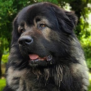 Кавказская овчарка