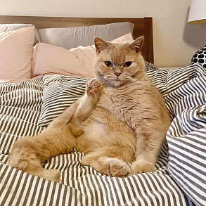 Шотландская прямоухая кошка