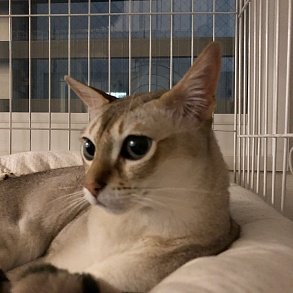 Сингапурская кошка