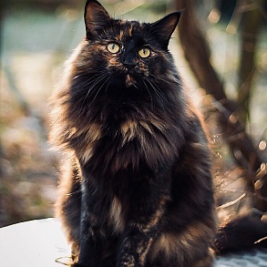 Норвежская лесная кошка