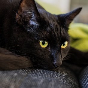Бомбейская кошка