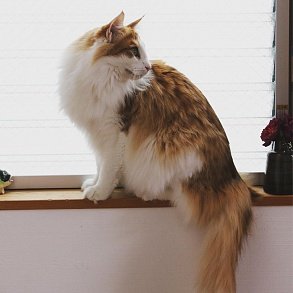 Норвежская лесная кошка