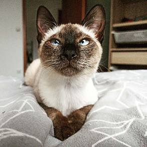 Тайская кошка