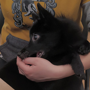 Шипперке
